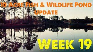 Water Level & Grass Update | Week 19  [10 Acre Fish & Wildlife Pond]