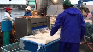 Kombu Harvesting