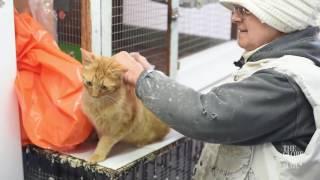 How many is too many to be cute? A look at Israel's cat problem