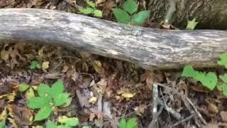 MBEST MBVD Mississippi Bigfoot video diaries ( tree bend )