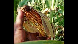 Corn for today 07 08 2020, grade KSS 5290 , baby ragweed.