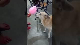 dog# fight # for # candy# floss# shorts