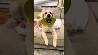 Does your dog do any of these? #dog #funnydog #goldenretriever #puppy #doglover #dogshorts