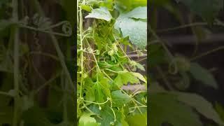 Wow Bitter Gourd growing in my small garden. #nature #blessings #fresh #love