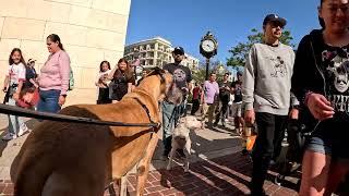 Cash 2.0 Great Dane at the Americana at Brand in Glendale, California 11