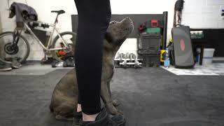 Staffordshire Bull Terrier - 20 weeks, obidence training