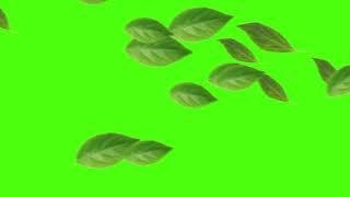 Green Leafs In The Wind | Green Screen