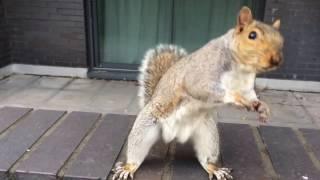 Dancing Squirrel in London - Hypnotic