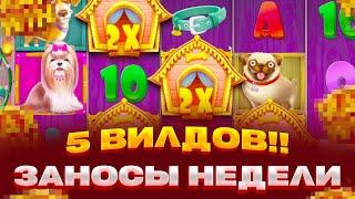 5 ВИЛДОВ С 1 СПИНА В DOG HOUSE ЗАНОСЫ НЕДЕЛИ