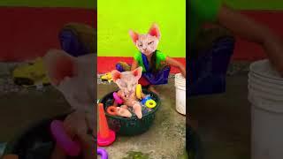 47 dhinka chika dhinka chika #trending #shortvideo #viral