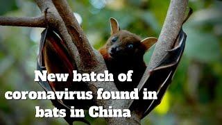 Chinese researchers have found new batch of coronavirus in bats