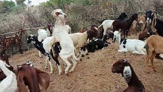 Sindhi Goat meeting Goat#goatmeeting#sindhigoatmeeting#viralvideo #youtube