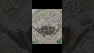 Revealing a hidden fossil crab using an air scribe #short #fossil #throwback