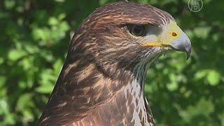 В сербском селе выращивают одних из лучших соколов (новости)