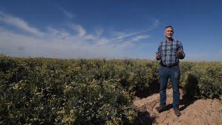Crop-switching in the megadrought