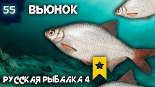 Русская рыбалка 4 - Вьюнок. Как быстро закрыть трофейную Густеру ![#55]