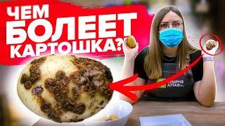 ЕСЛИ УВИДЕЛИ ТАКИЕ ПЯТНА НА КАРТОШКЕ - ЛЕЧИТЕ ЭТИМ! Болезни картофеля и как его лечить