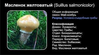 Масленок желтоватый (Suillus salmonicolor)