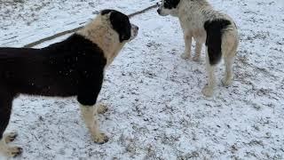 Алабай Чёрная Роза  Всех с наступающим Новым годом ️