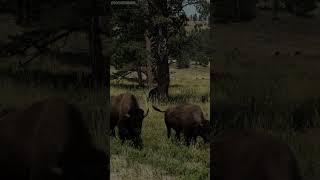 Bison Crossing in Custer!  #sturgis2024 #indianmotorcycle #bison #sturgisrally #sturgisbikeweek