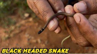 Black Headed Snake।New species।snakes of India।धुर नाग।