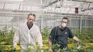 BASF completes full growing season and achieves 121 kilograms by data-driven growing