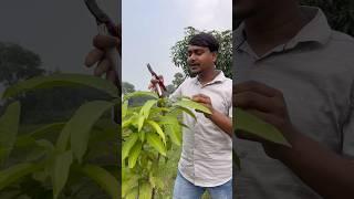 How is Mango Tree Pruning in India. #mango_tree_pruning #pruning #shorts #farming