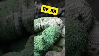 ПУЛЯ. КОП МЕТАЛЛА В ЛЕСУ И ОГОРОДЕ МОЖЕТ ПРИНЕСТИ ЗОЛОТО, МОНЕТЫ #shorts