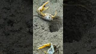 The Fiddler Crab