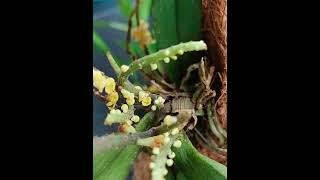 Rare Orchid "Pomatocalpa spicata"#justmeneena