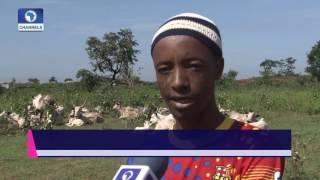 Big Story: Focus On Lingering Fulani Herdsmen/Farmers Crisis Pt 1