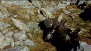 golden eagle vs bunny