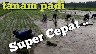 Luar biasa !!! Tanam Padi Super Cepat