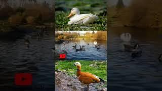 amazing information about duck.#shorts#duck