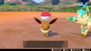 Playing Fetch With Eevee