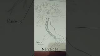 #unstoppable #challenge #nervecell #neuroscience #12th #shortvideo #viralshorts 