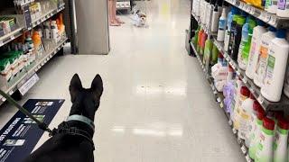 Basenji Adventure to Petco