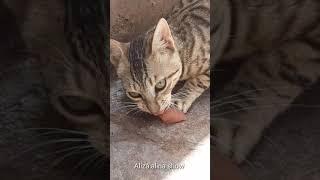 cat eating chicken #Shorts beautiful cat video Aliza Alina Show