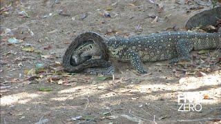 Monitor Lizard vs Python