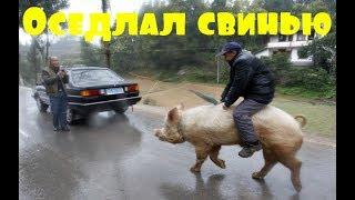 Приколы \ Неудачи \ Падения \ Идиоты \ Оседлал свинью \ Подборка от Best Video #1