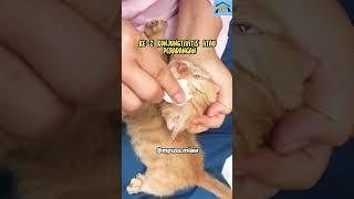 Penyebab Mata Kucing Belekan #catlover #cat #kucing