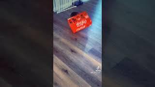 She was determined to get the food she smelled in the box #frenchieshorts #fyp #funny #determineddog