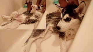 First Time Giving Siberian Husky a BATH - The Loyal Family