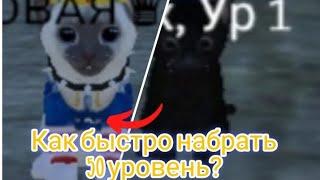 Как быстро набрать 50 уровень? + Советы/Cat Simulator Animal Life.