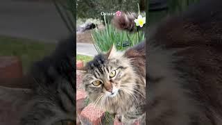 A kitty’s guide to spring 