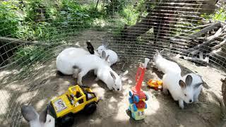 Funny and cute baby bunny rabbits playing sokker. Dilyorbek quva.