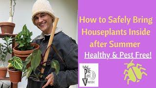 Bring HOUSEPLANTS Back Inside Safely & Pest Free after Summer