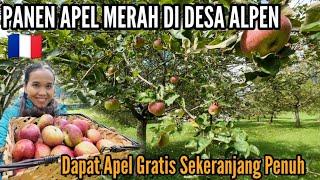 PANEN APEL MERAH DIPEDESAAN PRANCIS, DAPAT SEKERANJANG PENUH