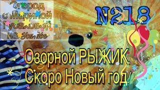 218.   Озорной РЫЖИК.  Год желтой собаки. Конкурс Альфа   Омега