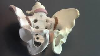 Pubic Joint Posterior Glide or Rotation Treatment Hesch Method